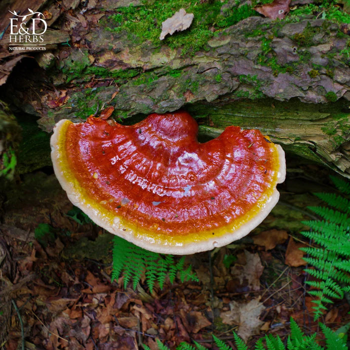 E&D HERBS REISHI MUSHROOM