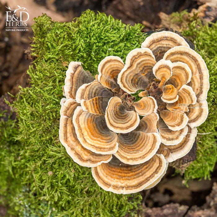 E&D HERBS TURKEY TAIL MUSHROOM
